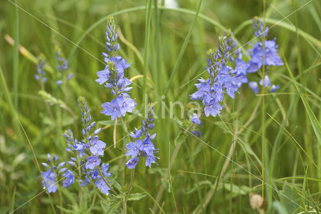 Liggende ereprijs (Veronica prostrata)