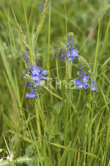 Liggende ereprijs (Veronica prostrata)