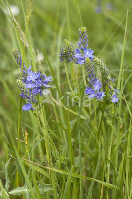 Liggende ereprijs (Veronica prostrata)