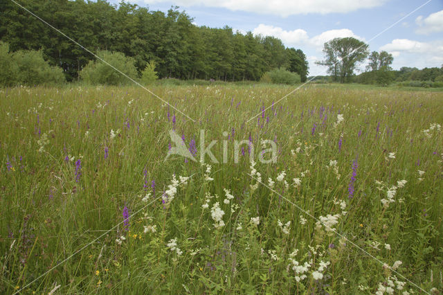 Purple Loosestrife (Lythrum salicaria)