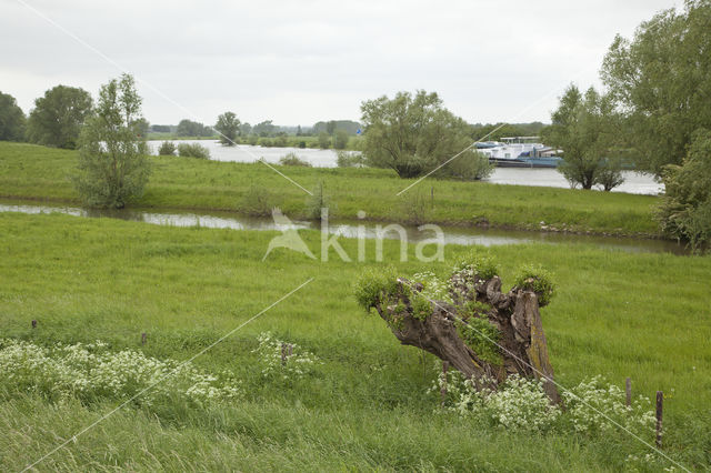 Knotwilg (Salix alba)