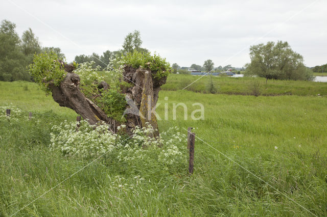 Knotwilg (Salix alba)