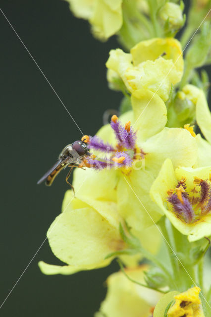 Marmelade Fly (Episyrphus balteatus)