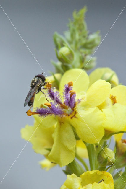 Dark Mullein (Verbascum nigrum)