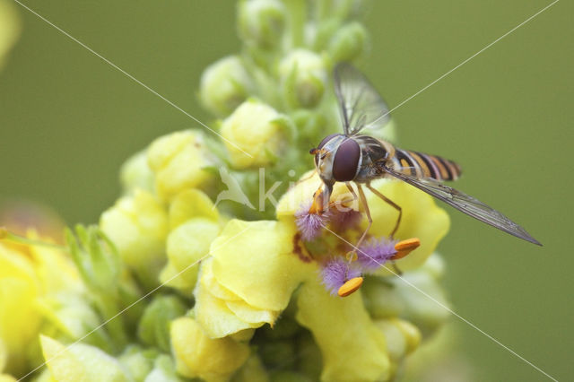 Marmelade Fly (Episyrphus balteatus)