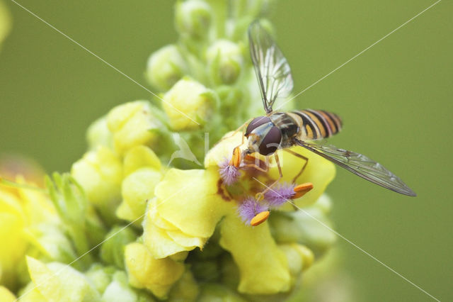 Marmelade Fly (Episyrphus balteatus)