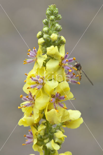 Marmelade Fly (Episyrphus balteatus)