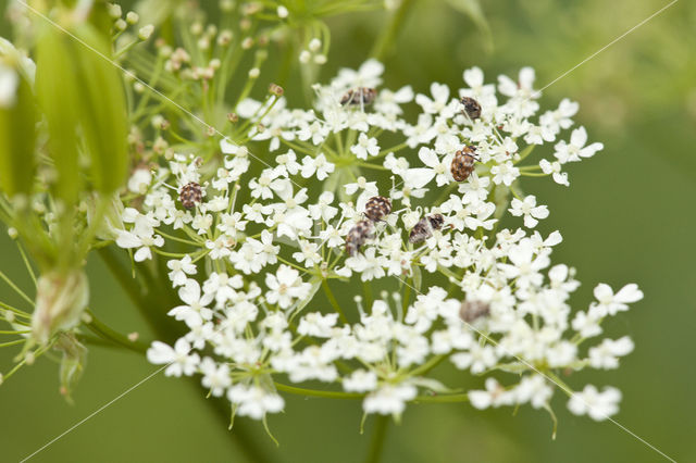 Tapijtkever (Anthrenus scrophulariae)