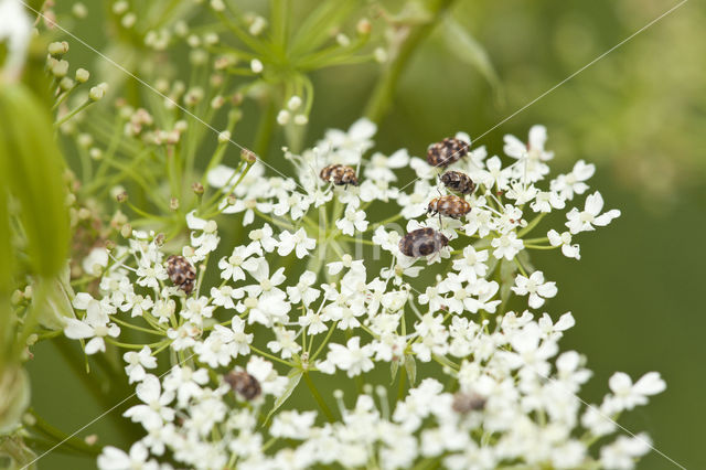 Tapijtkever (Anthrenus scrophulariae)