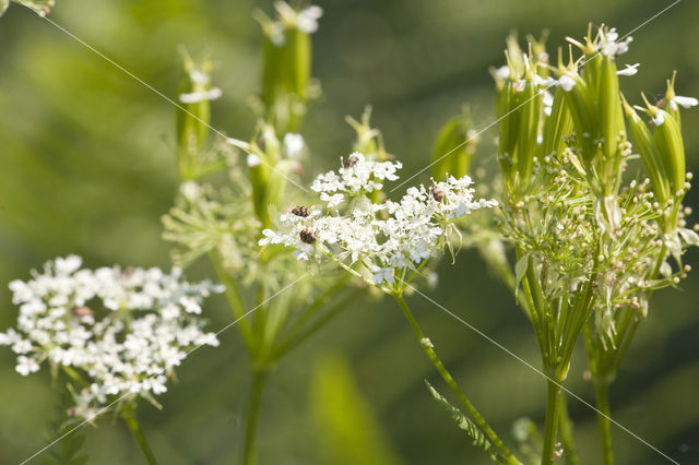 Tapijtkever (Anthrenus scrophulariae)