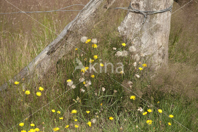 Schermhavikskruid (Hieracium umbellatum)