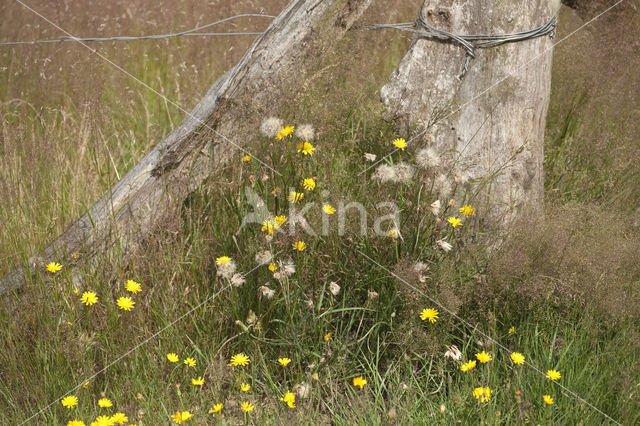 Narrow-leaved Hawkweed (Hieracium umbellatum)