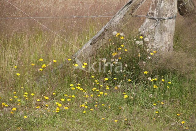 Narrow-leaved Hawkweed (Hieracium umbellatum)