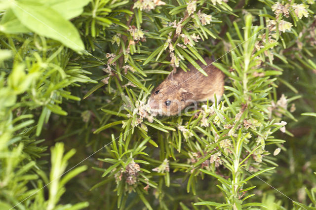 Common Vole (Microtus arvalis)