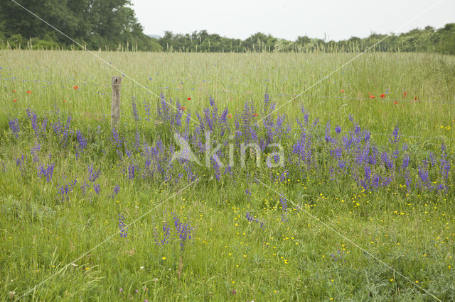 Meadow Clary (Salvia pratensis)