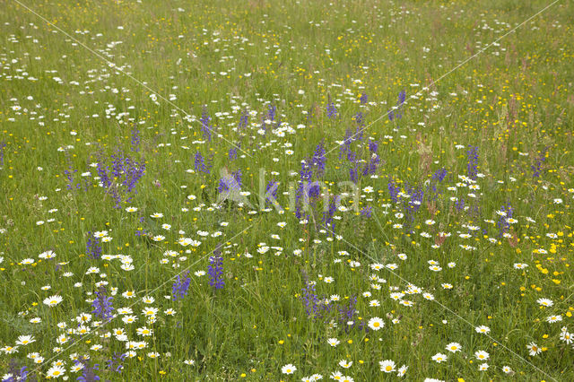 Meadow Clary (Salvia pratensis)