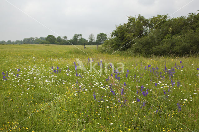 Meadow Clary (Salvia pratensis)