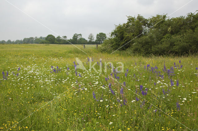 Meadow Clary (Salvia pratensis)