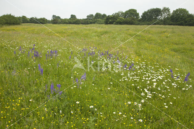 Meadow Clary (Salvia pratensis)