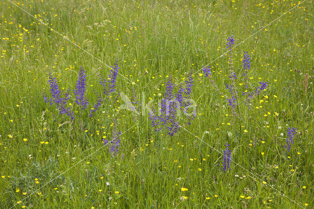 Meadow Clary (Salvia pratensis)