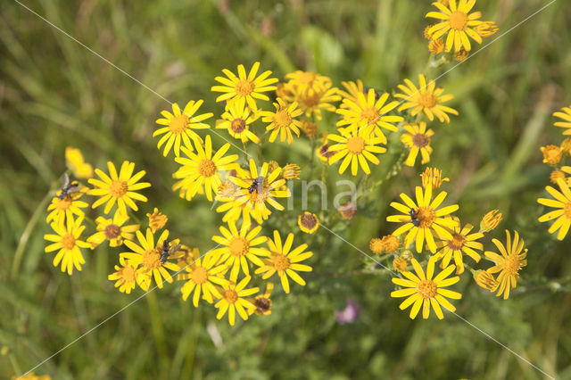 Hoary Ragwort (Senecio erucifolius)