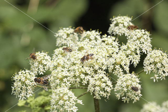 Hogweed (Heracleum sphondylium)