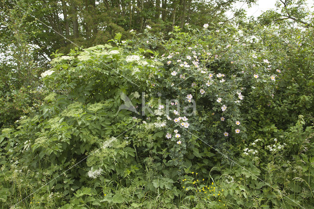 Dog-rose (Rosa canina)