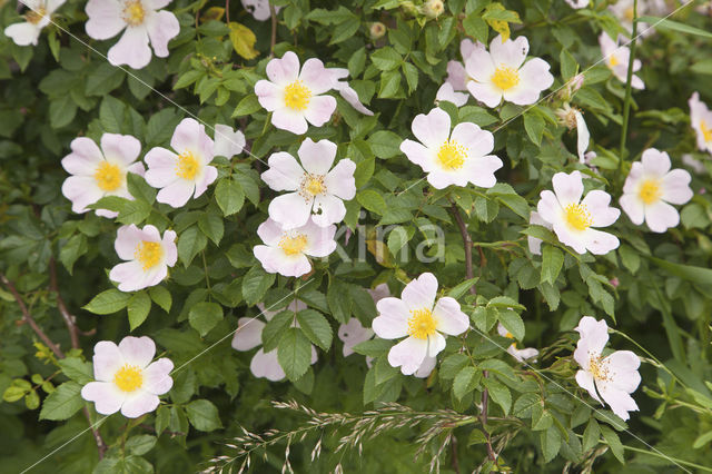 Dog-rose (Rosa canina)