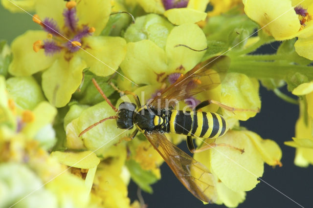 Helmkruidbladwesp (Allantus scrophulariae)