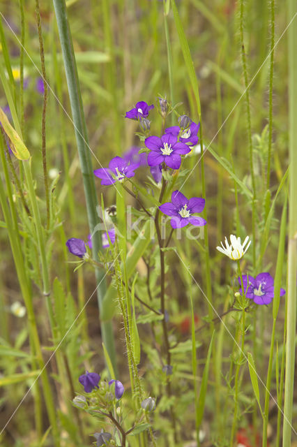 Groot spiegelklokje (Legousia speculum-veneris)