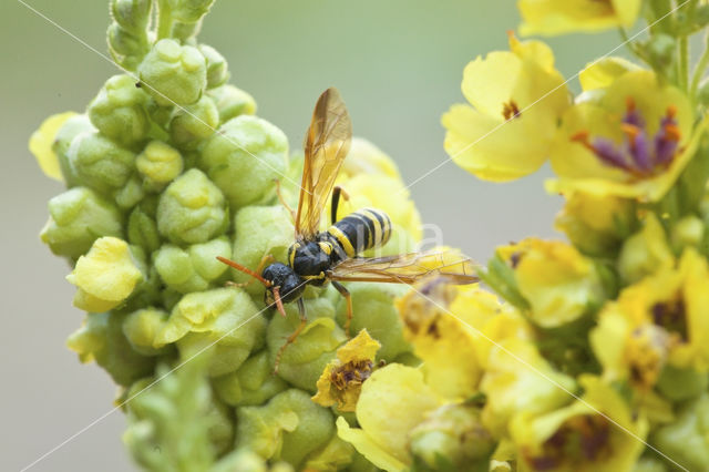 Helmkruidbladwesp (Allantus scrophulariae)