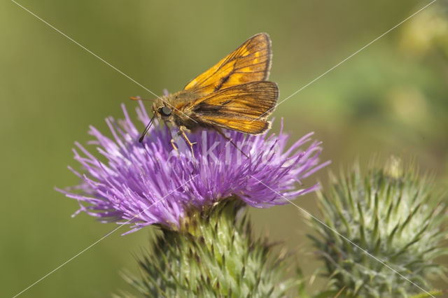 Groot dikkopje (Ochlodes faunus)