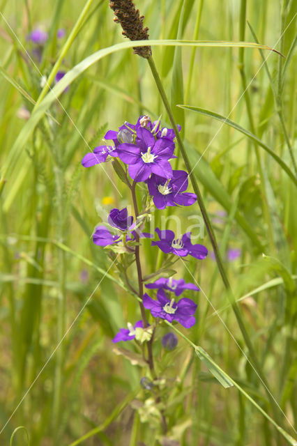 Large Venus's-looking-glass (Legousia speculum-veneris)