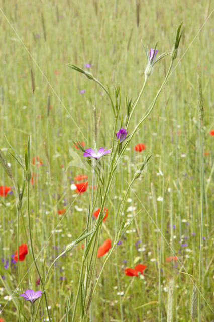 Bolderik (Agrostemma githago)