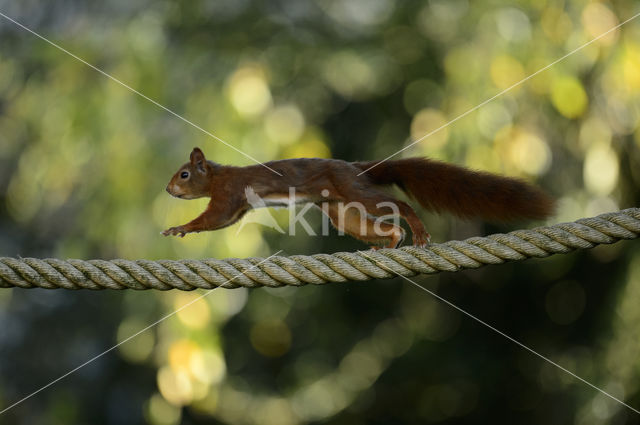 Red Squirrel (Sciurus vulgaris)