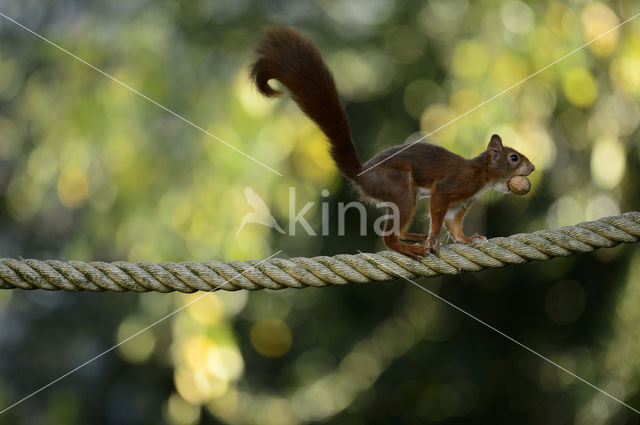 Red Squirrel (Sciurus vulgaris)