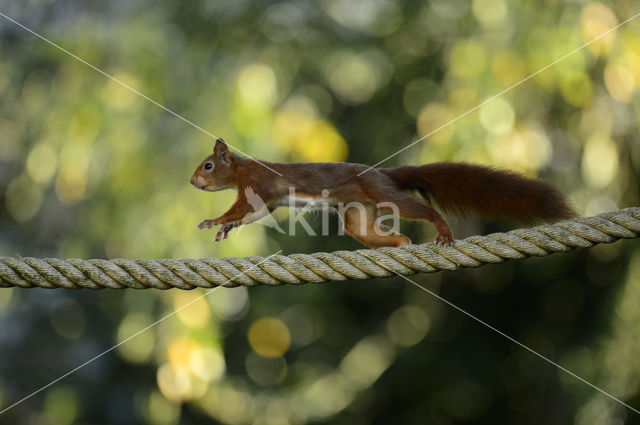 Red Squirrel (Sciurus vulgaris)