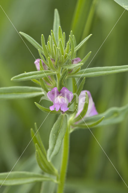 Lesser Snapdragon (Misopates orontium)