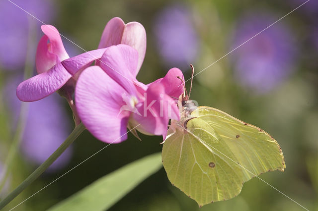 Citroenvlinder (Gonepteryx rhamni)