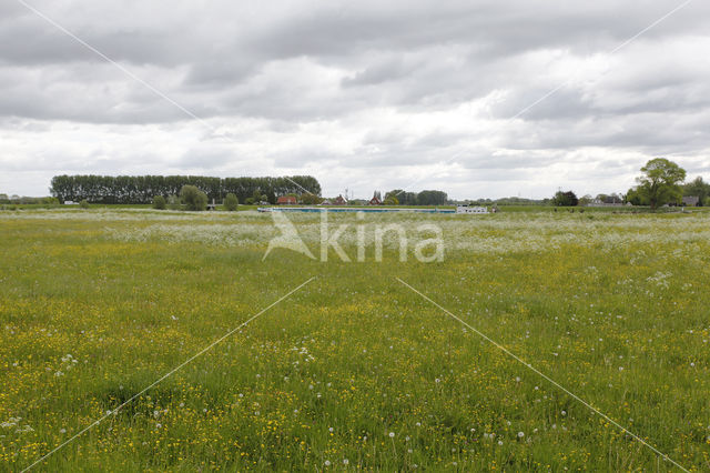 Cow Parsley (Anthriscus sylvestris)