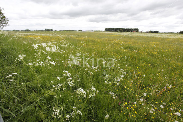 Fluitekruid (Anthriscus sylvestris)