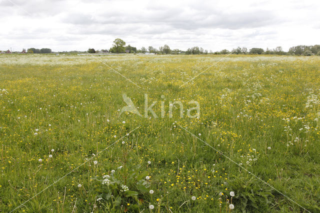 Cow Parsley (Anthriscus sylvestris)