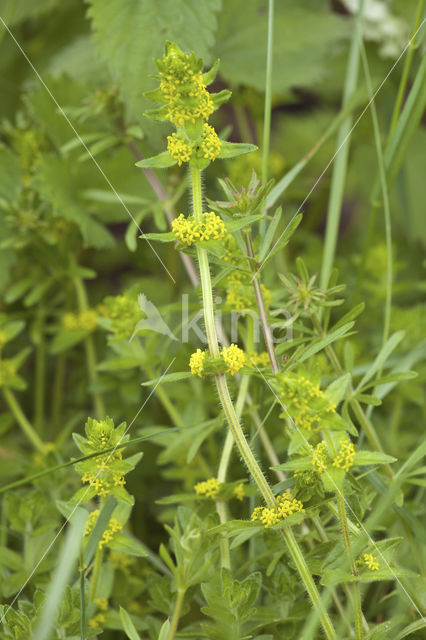 Geel walstro (Galium verum)