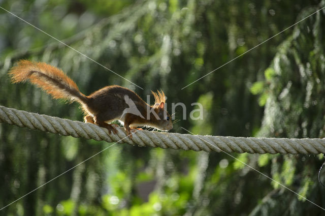 Red Squirrel (Sciurus vulgaris)