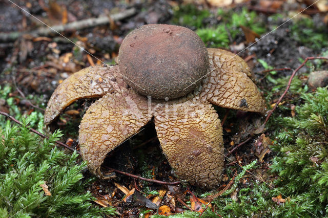 Weerhuisje (Astraeus hygrometricus)