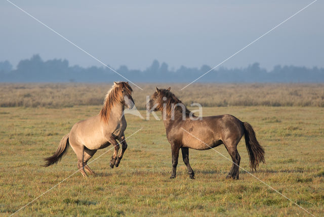 Konik horse (Equus spp)