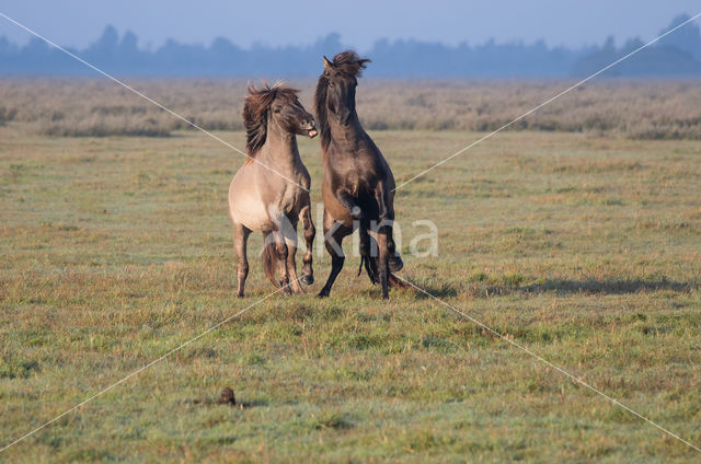 Konik horse (Equus spp)