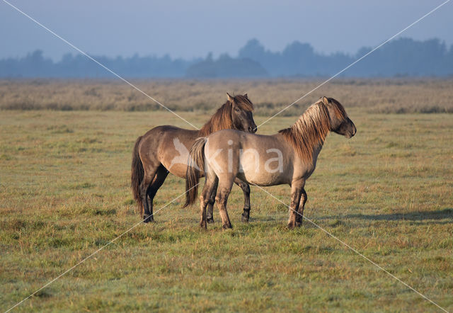 Konik horse (Equus spp)