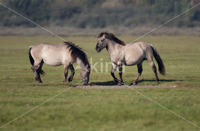 Konik horse (Equus spp)