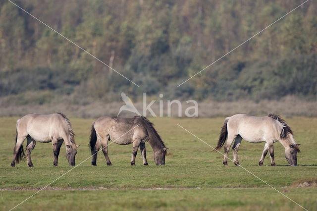 Konik horse (Equus spp)